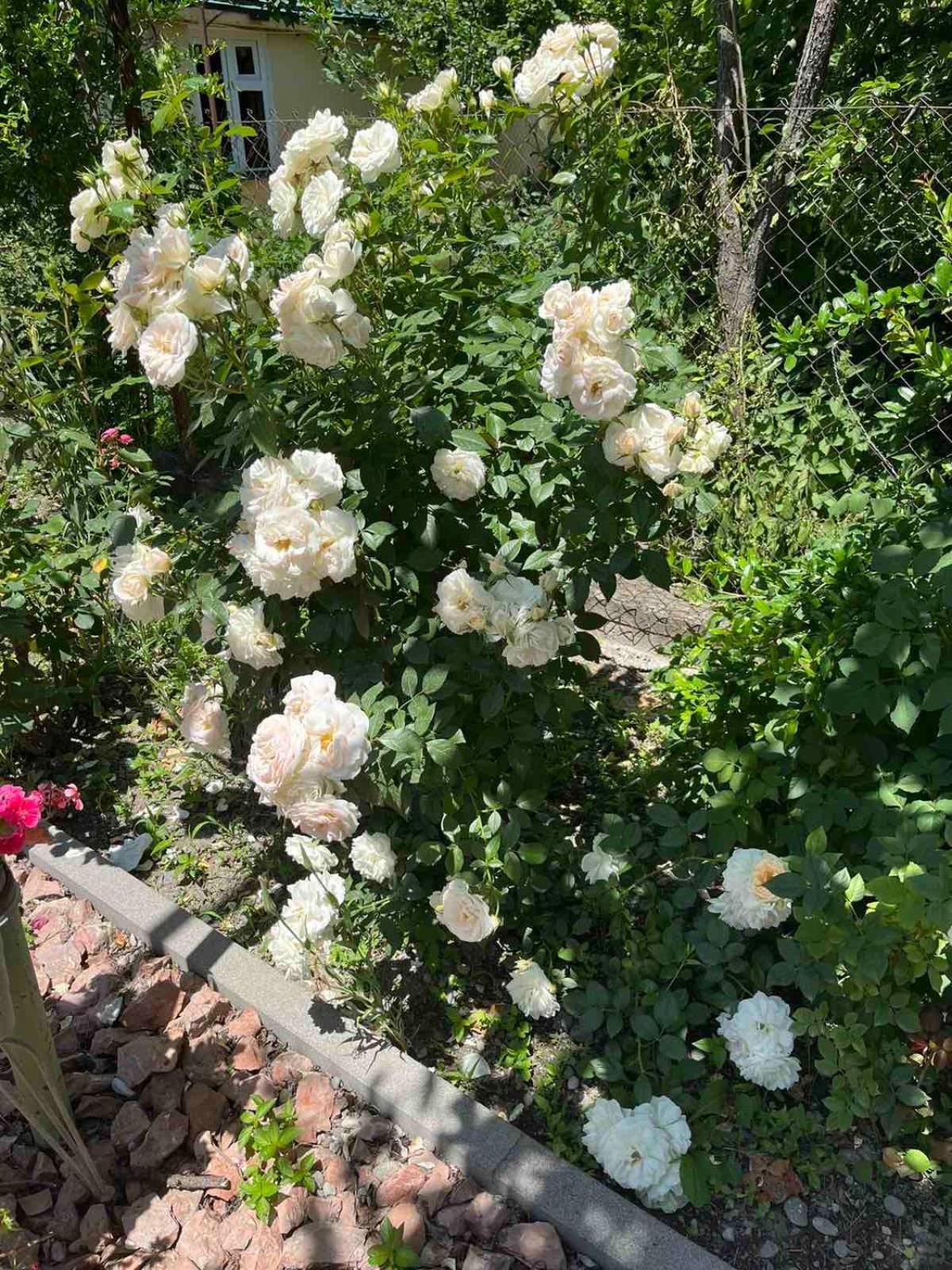 Ekas Rosengarten Gori Exterior foto