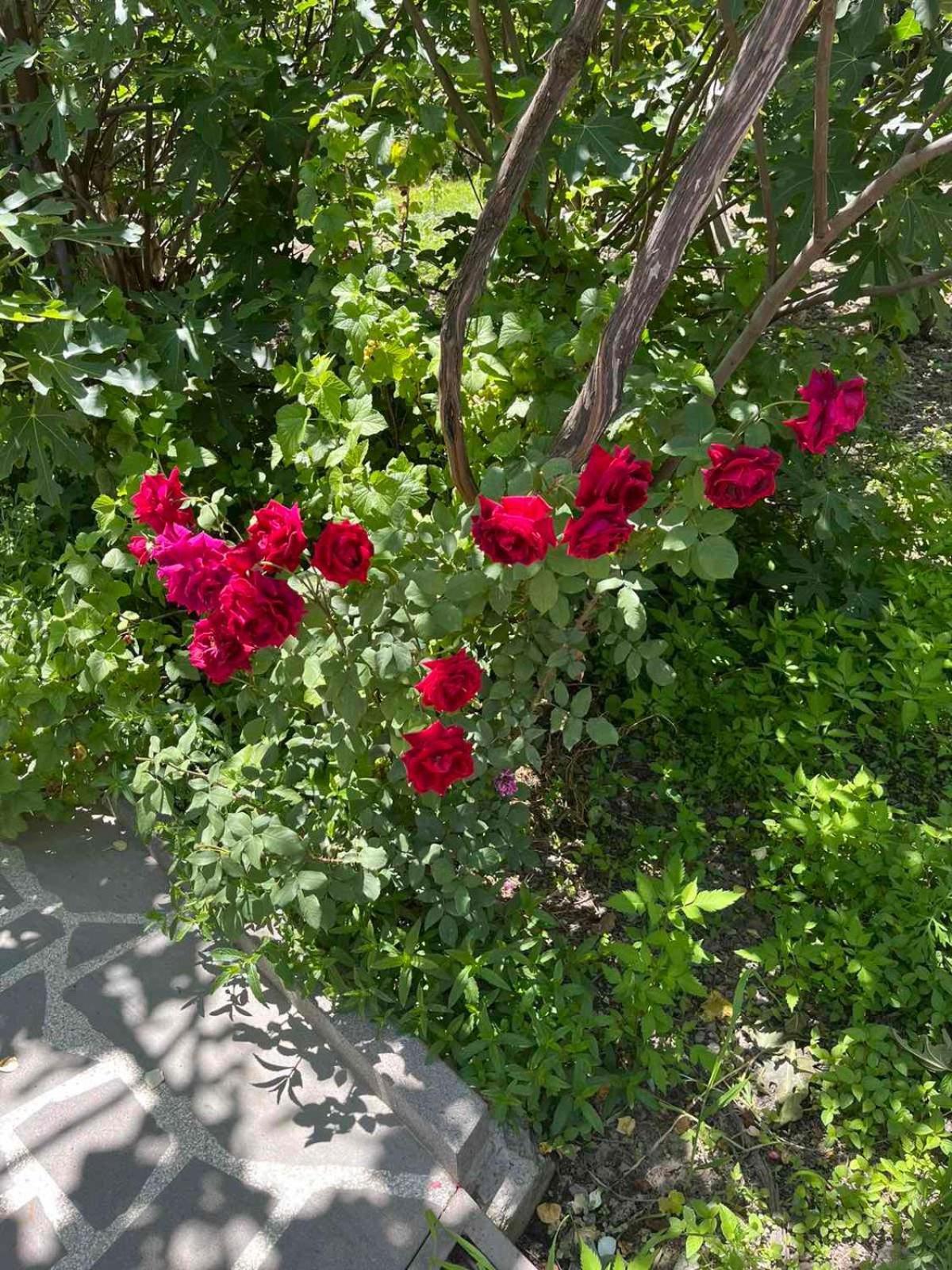 Ekas Rosengarten Gori Exterior foto